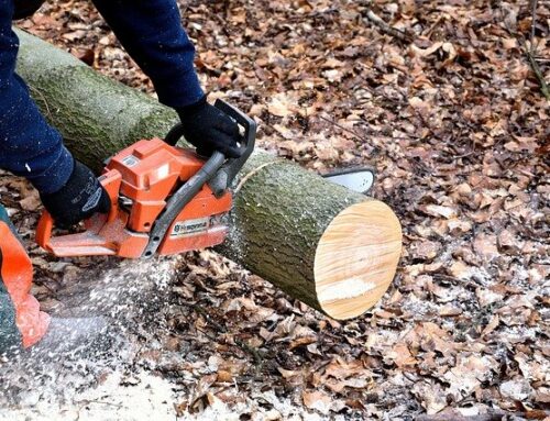 Frissítés: az időjárás miatt jövő héten hétfőn lesznek a fakivágások. – Veszélyes fák kivágása lesz 2024. április 16-án