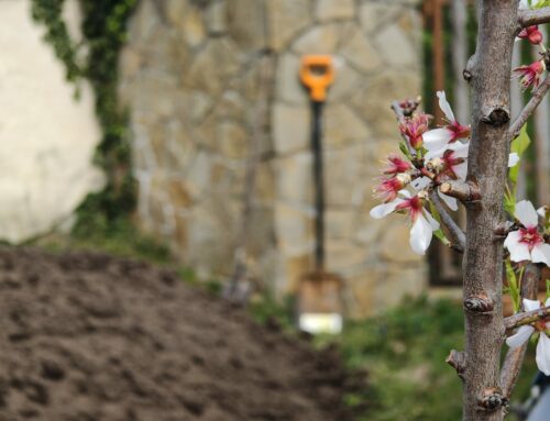 Fásítsuk közösen Pilisborosjenőt!