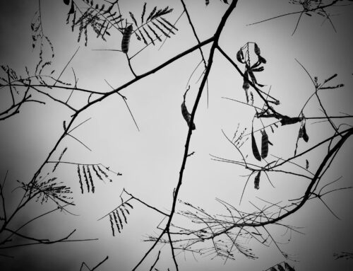 Miért ne írhatna ön is haikut?