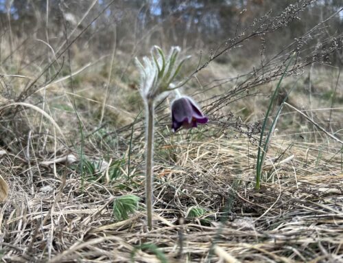Figyelemfelhívás a Pilisborosjenői leánykökörcsinek védelmében❗