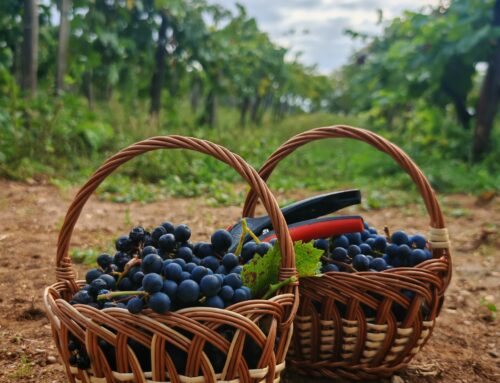 Láthatatlan kórokozó a szőlőben